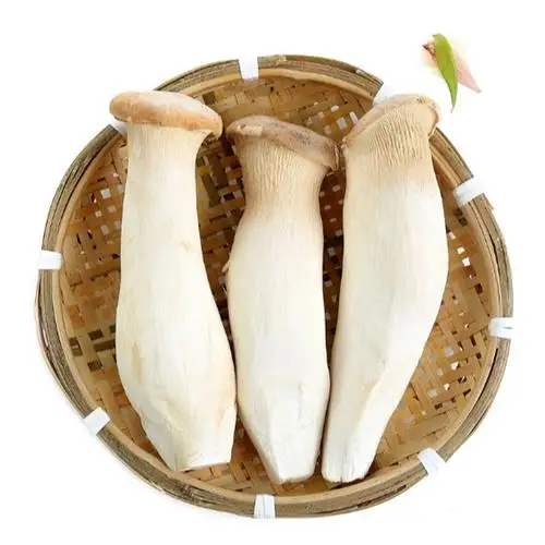 
Cheap IQF frozen pleurotu eryngii 