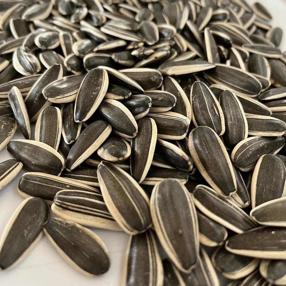 Ready to Ship free paid sample good quality hot sale 363,601,5009 black striped sunflower seeds china