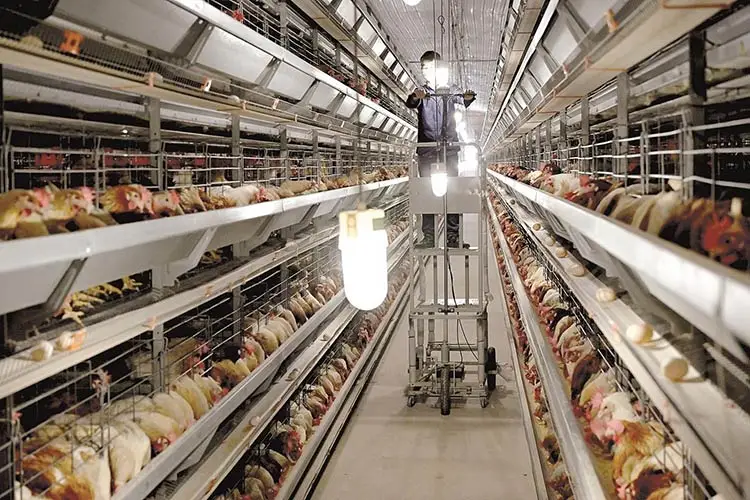 Chicken layer cages poultry water steel folding cage for chicken coop cages for sale