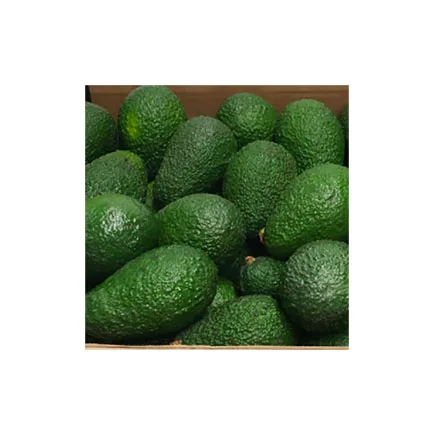 
Wholesale high quality low price fresh healthy fruit raw hass avocado 