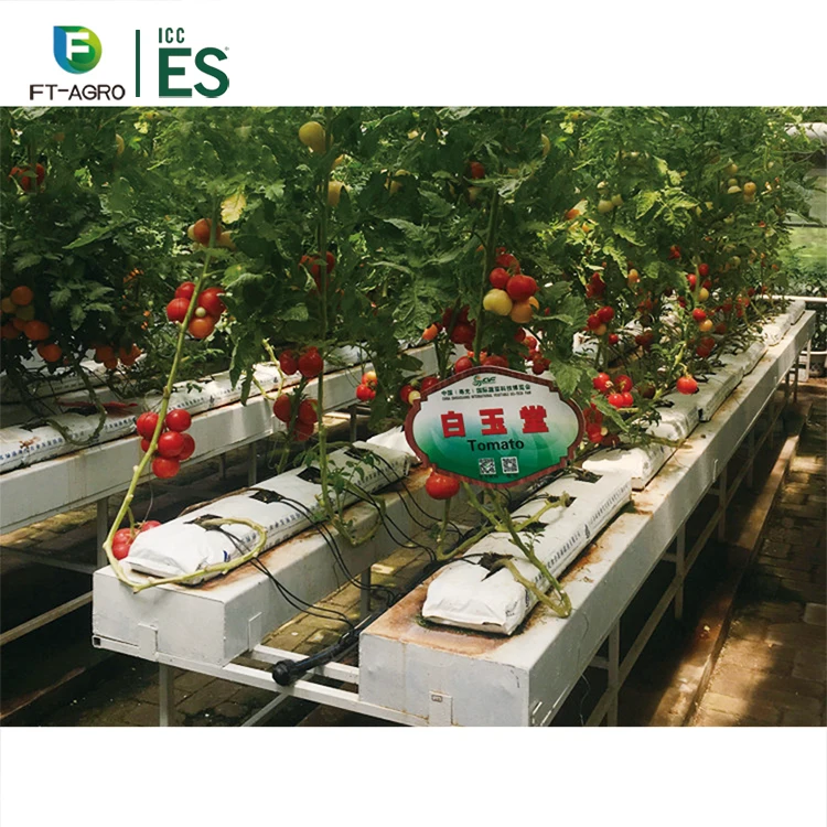 Сельскохозяйственная гидропонная система выращивания томатов, выращивание водосточных желобов