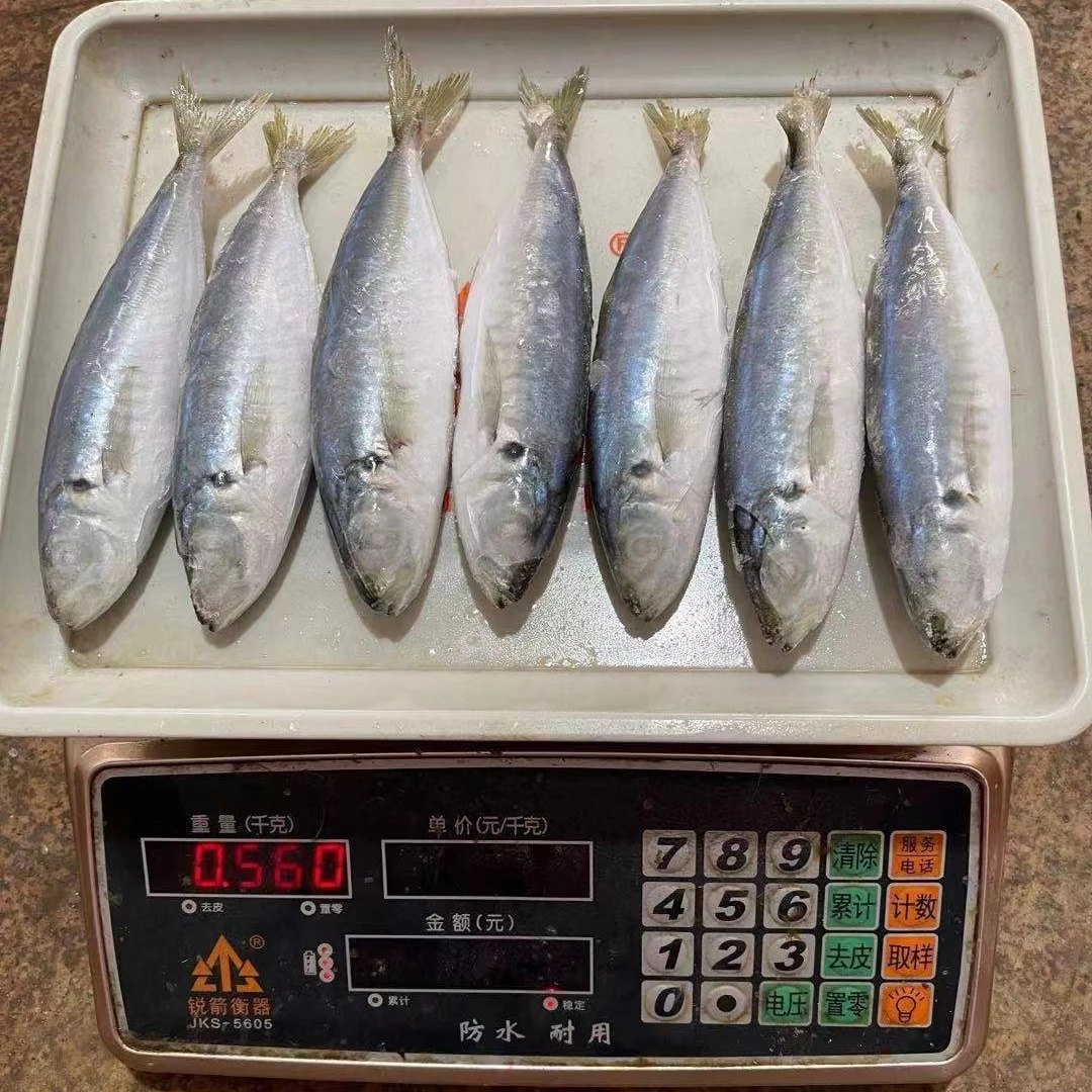 
Promotional round scad fish Whole Round for Southeast Asia Middle East African Countries 
