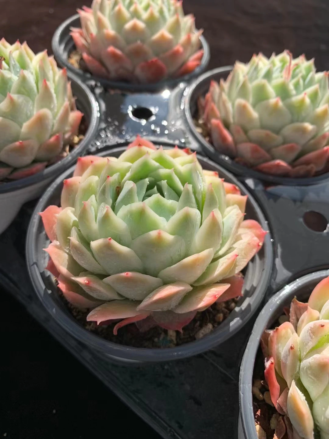 
wy32 Echeveria Jeongwol Live Plant Natural Succulents Woody Plants indoor plant 
