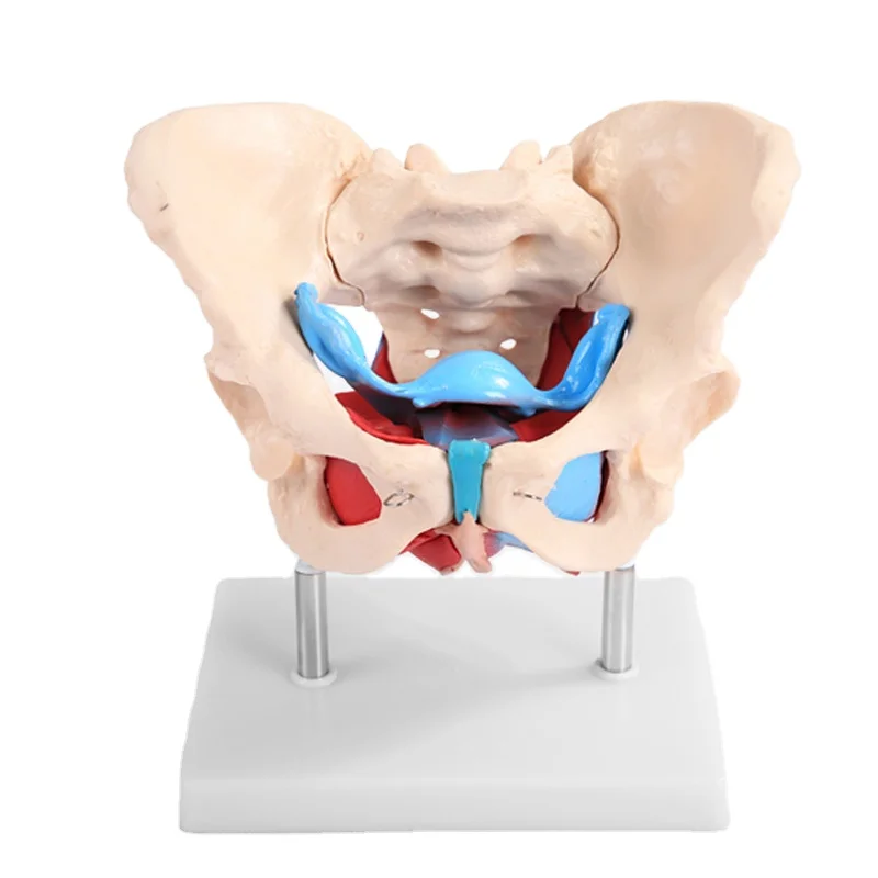 ADA-A1037 Female Pelvis Model with Pelvic Floor Muscle Anatomical PVC Skeleton Organ Model for Medical Science