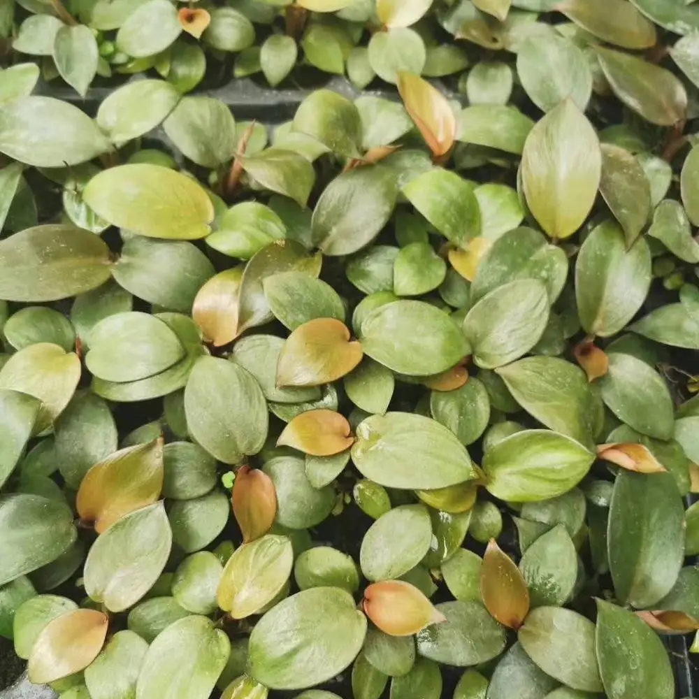 Завод рассады черный камень