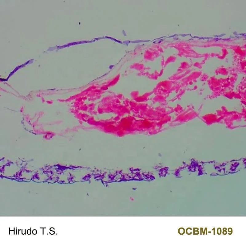 Hirudo T.S. zoology slides for medical research on prepared microscope slide