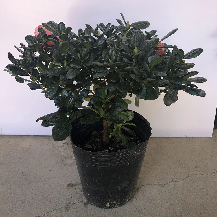
natural flower azalea plants for sale 