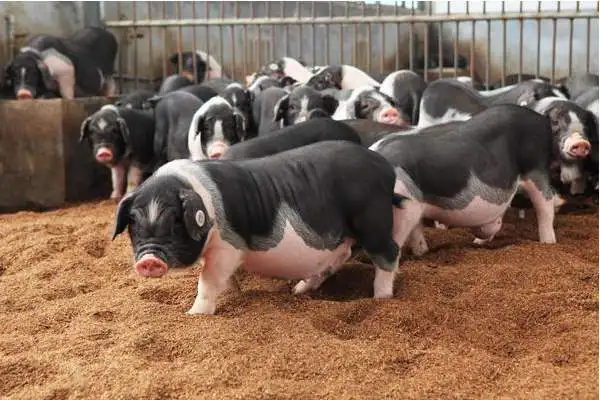 Brewers Yeast cell wall price for feed fish shrimp probiotics nutritional yeast Saccharomyces cerevisiae