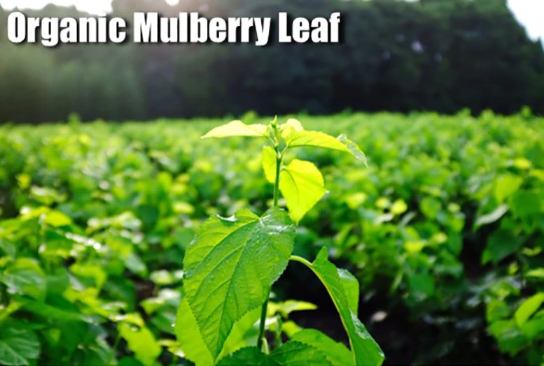 Oem available in small lots organic Japanese mulberry leaf  other herbal plant extract powder