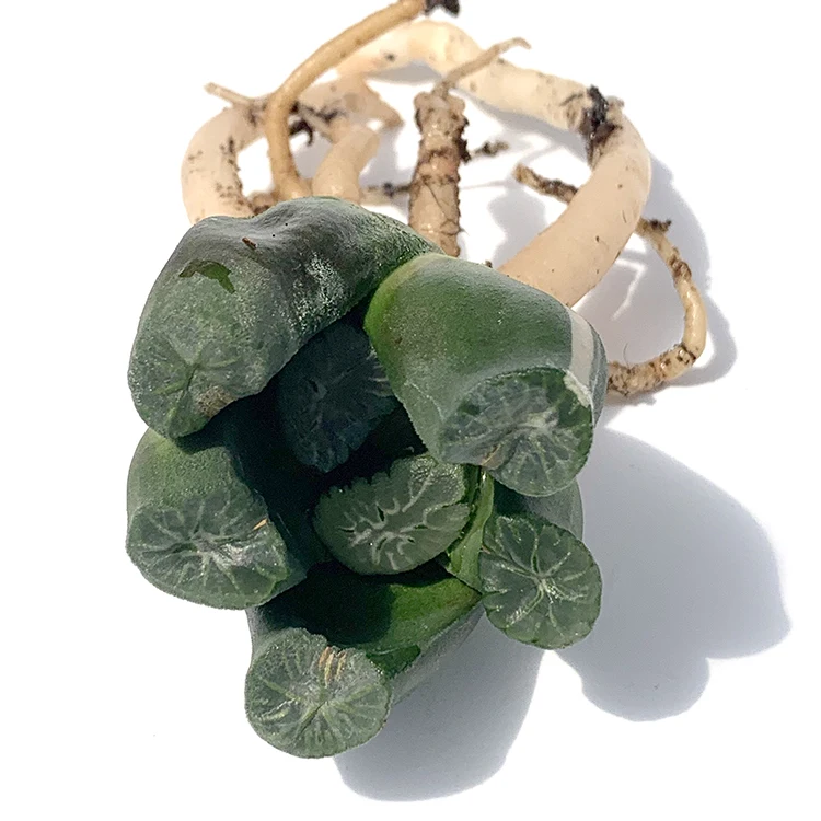 
Succulent The Hotel Haworthia Retusae Shujing Succulents Mini Bonsai 