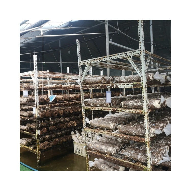 Natural Pollution-free Rootless Fleshy Stick Delicious Shiitake Mushroom Sticks For Household Food