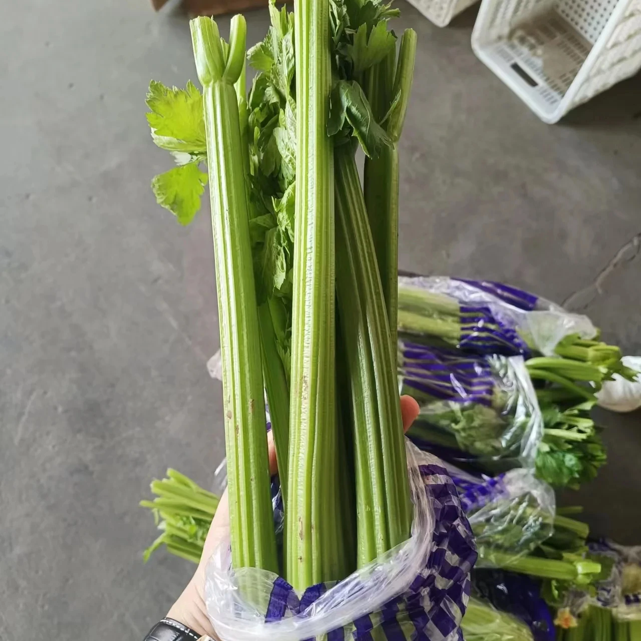 Fresh China Vegetables Nutritious Fresh Green  Celery