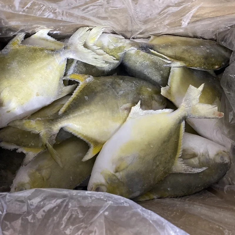 raw golden pomfret pompano export 400 to 600g