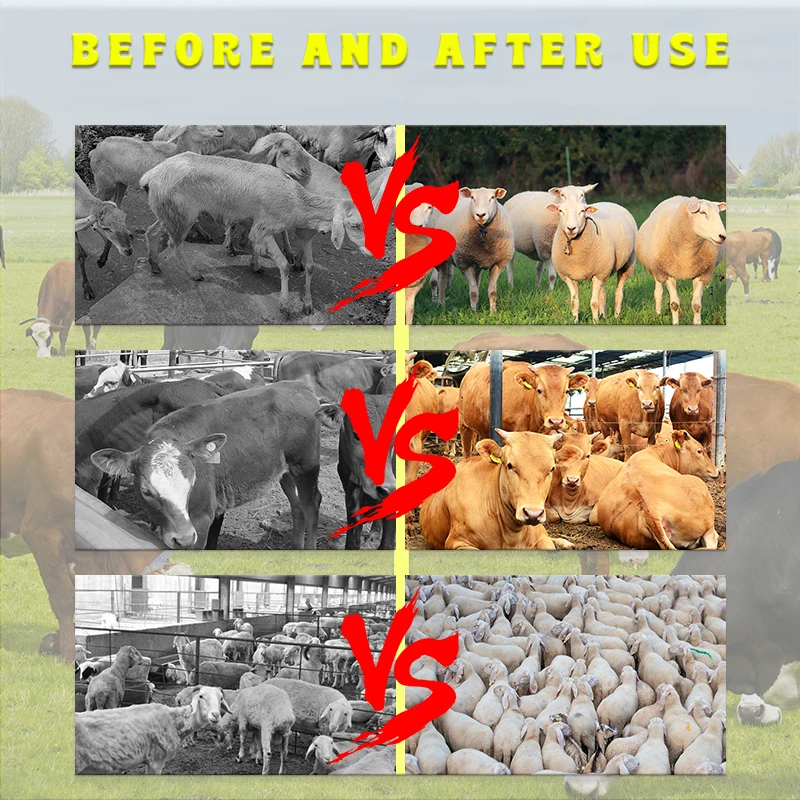 Cattle Premix Livestock Feed Additives Intestinal health for cattle and sheep