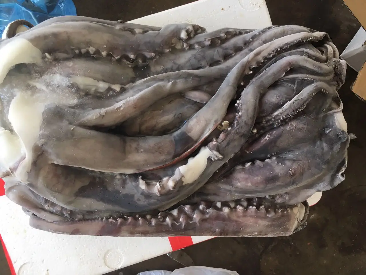 Giant Squid Frozen Squid Head Tentacles