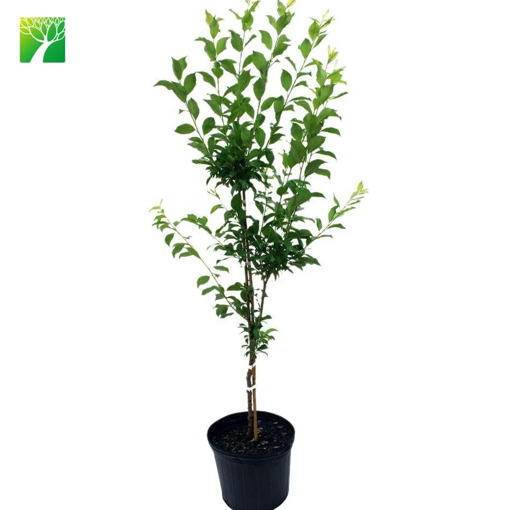 
 Японские саженцы сливы саженцев, саженцы, оптом  