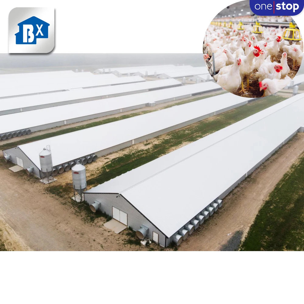 ONE-STOP Service Layers Cage 1000 Chickens Poultry Farm , Chicken Cage Poultry Farm House Design For Layers Poultry Farming