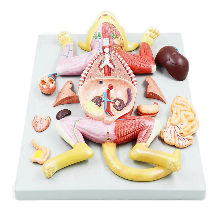 Gelsonlab HSBM-495 Life Size Cat Anatomical Model