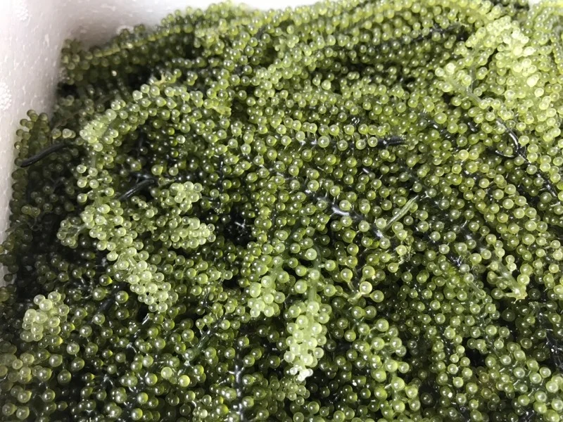 Healthy Food Dehydrated Dried Seaweed With Cheap Price