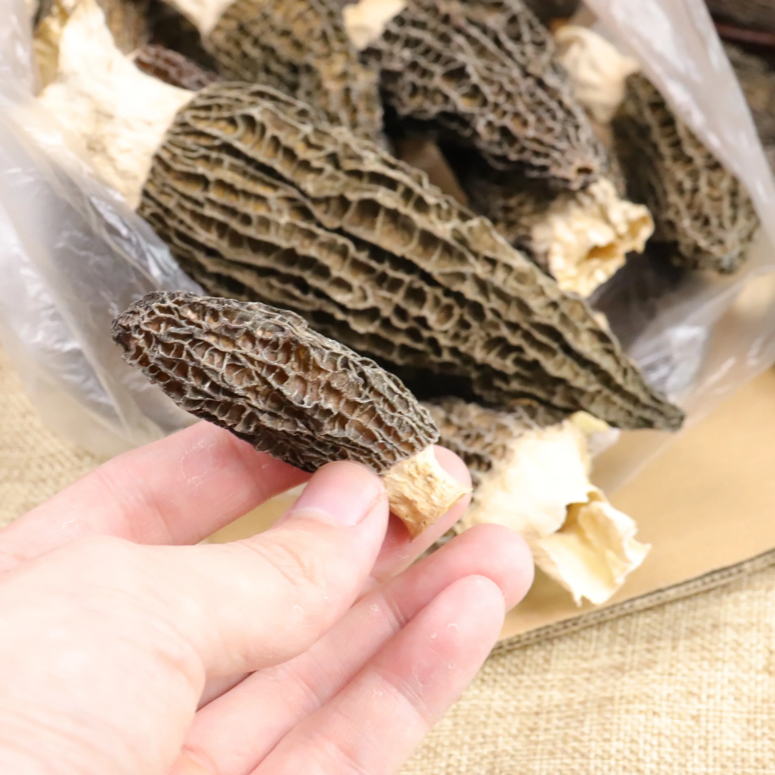 Wholesale Price Morels Mushroom High quality Natural  Wild Morel Mushroom Dry