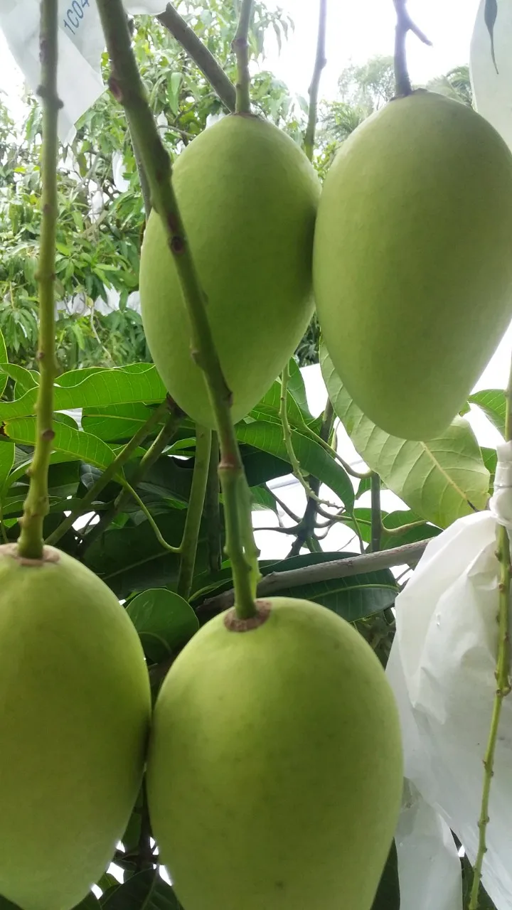 Keo Mango Best Quality Brand Supplier For Export Hot Selling From Vietnam Custom Logo Package Cheap Price Low MOQ