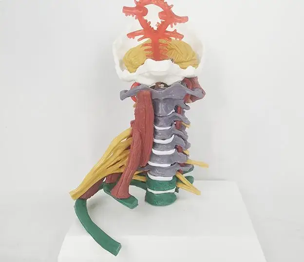 Life Size Colored Cervical Vertebra Model With Nerves and Muscles