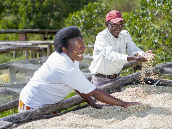 Wholesale Semi-Washed Green Coffee Lower Grade 100% Arabica