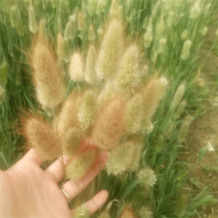 One Bundle of 50 Dried Bunny Tails Flower Stems Lagurus Ovatus Home Decoration Dried Flower Bouquet for Weddings