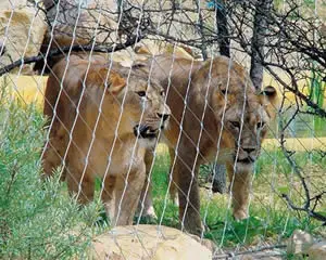 Stainless Steel Wire Rope Safety Fence Mesh  For Zoo Aviary Bird Parrot Green Wall Balustrade