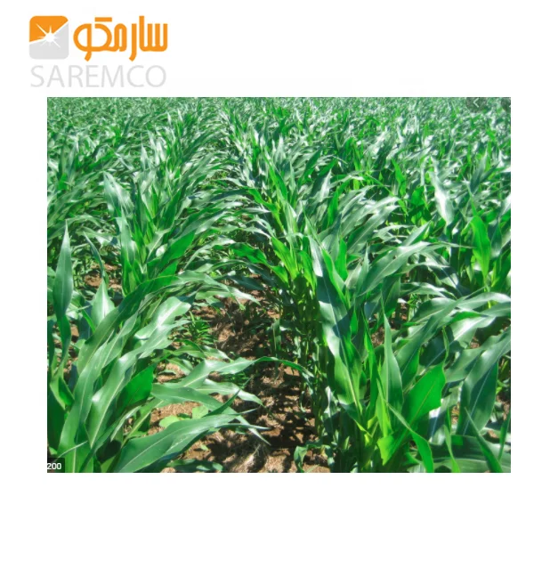 Corn silage (cattle feed) drying corn silage hay baler exporter Oman/ Kuwait