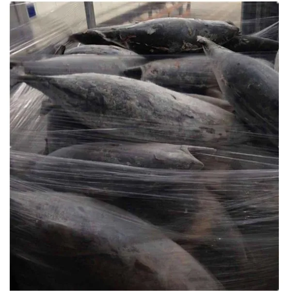 High Quality Whole  Skipjack Skip Jack Tuna Fish