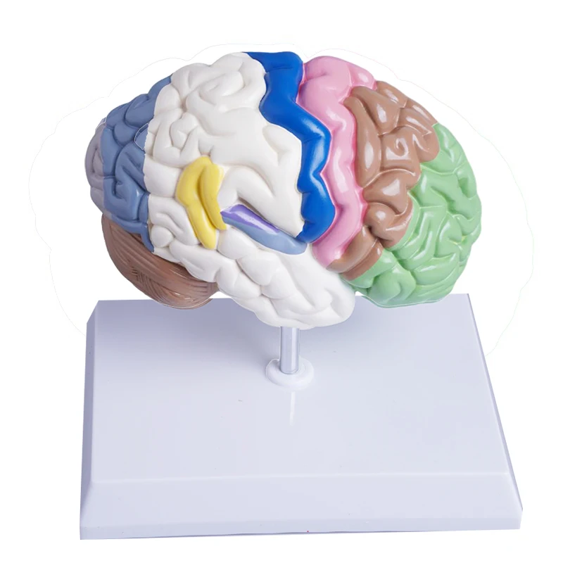 Human Brain Model Anatomical Model Medical School Plastic Human Brain for Medical Science