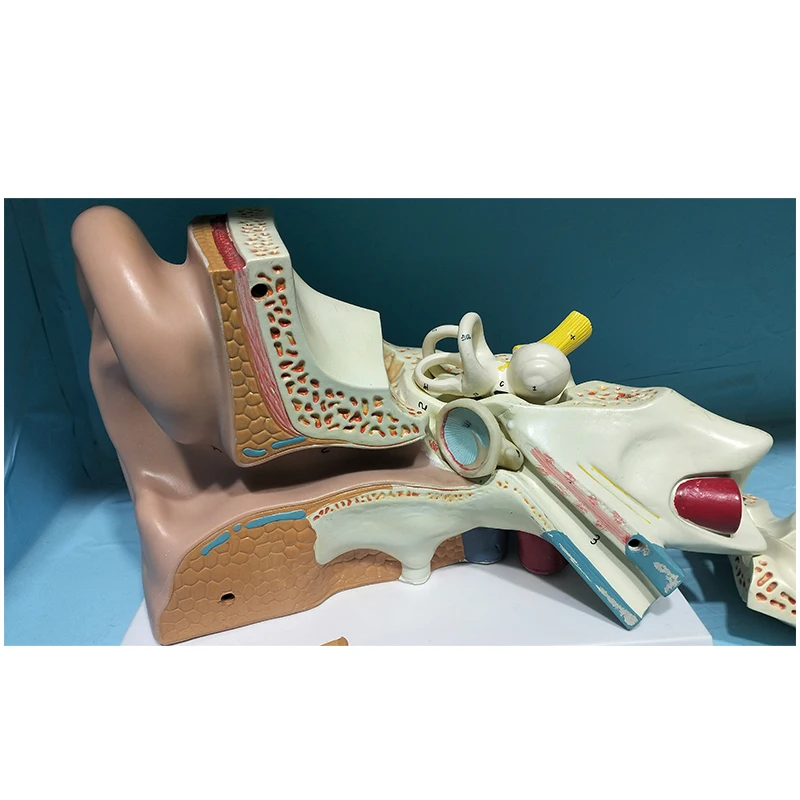 Anatomical model of human bones Enlarge the ear anatomical model by 5 times