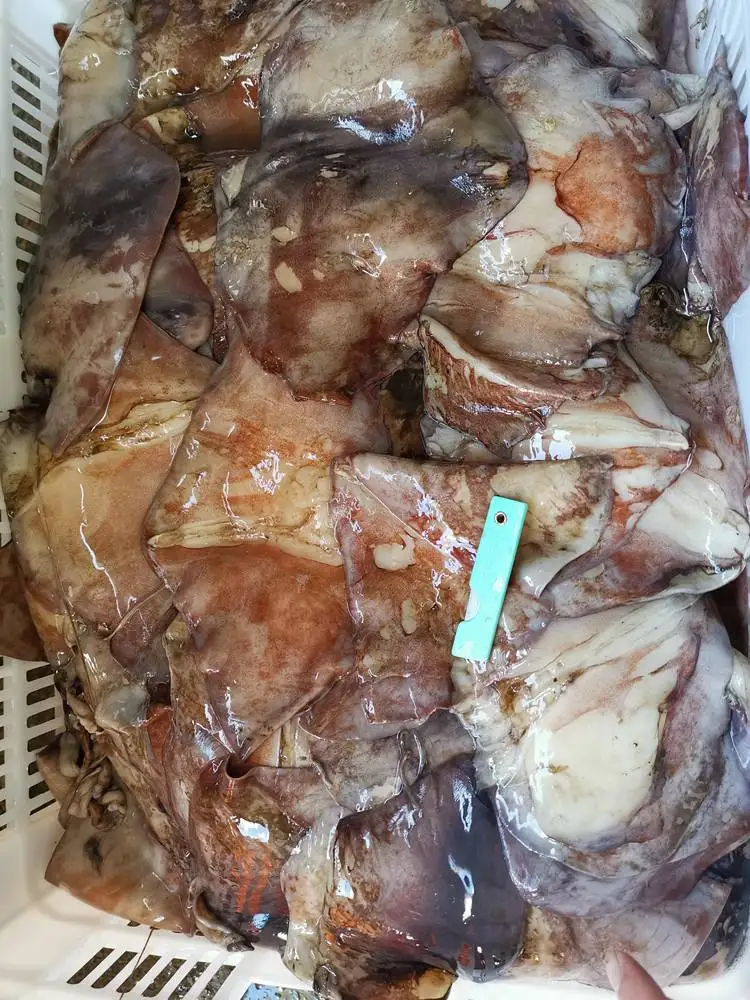 Guaranteed quality proper price China factory frozen giant squid wings