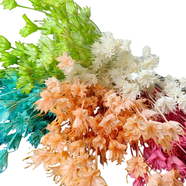 Dried Octagon Flower Natural Star Anise Flower suitable for making  bouquets and wedding decorations