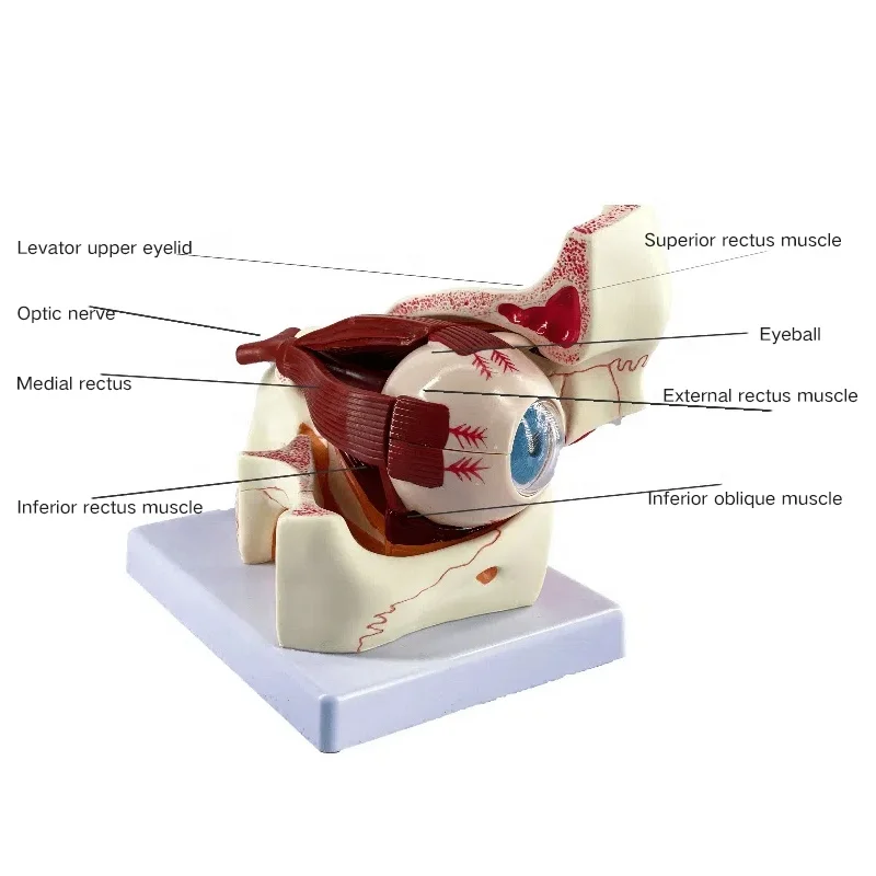 100% New Loudly brand Eyeball Model  Eye Model Giant Anatomy For Science Teaching Medical EM-2