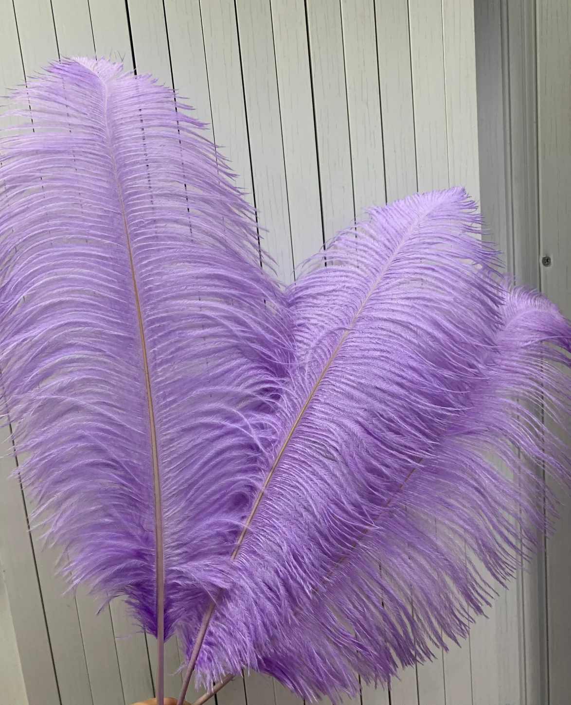Top Sale 65-70cm Pink Ostrich Feather From South Africa For Carnival Festival