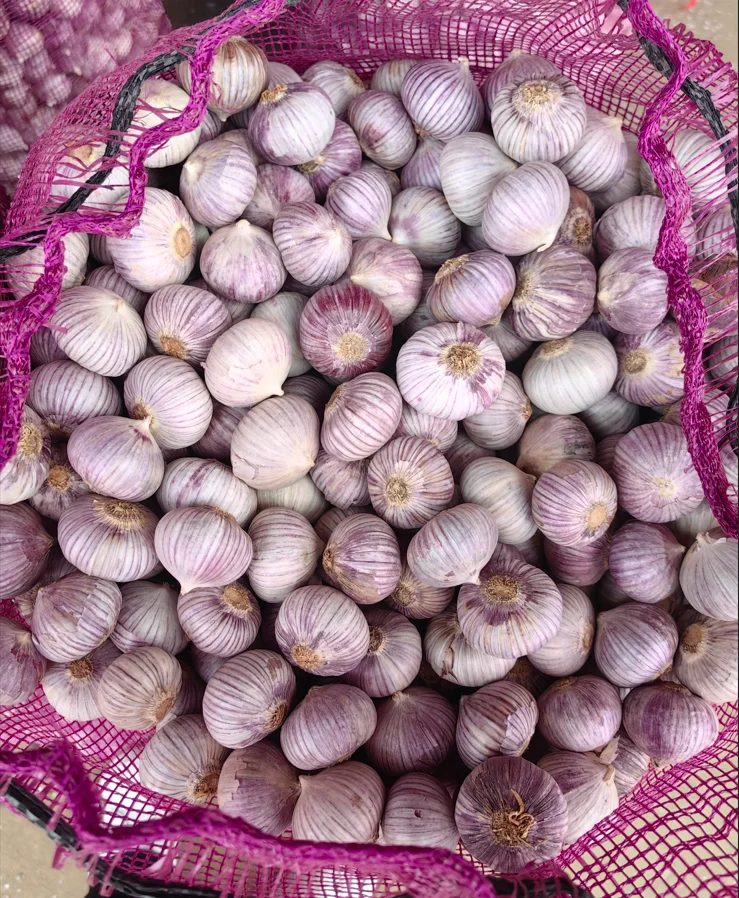 2023 new season SINOFARM brand Chinese fresh single clove garlic price for wholesale fresh solo garlic supplier from China