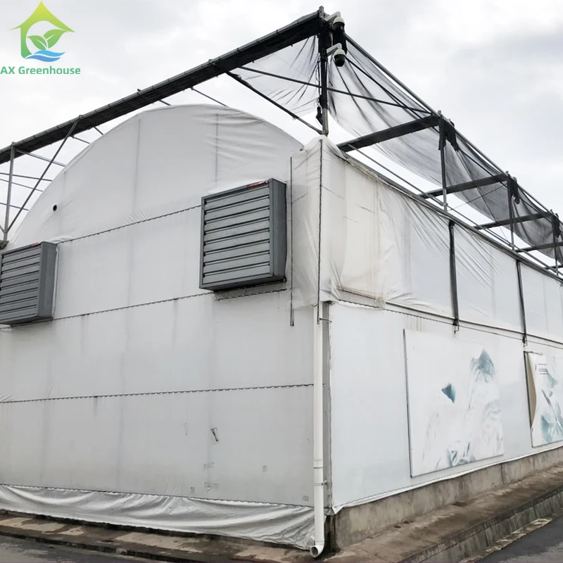 High Quality Plastic UV Resistant Film Agricultural Poly Tunnel Berry Tomato Multi-span Greenhouses For Fruit Vegetables