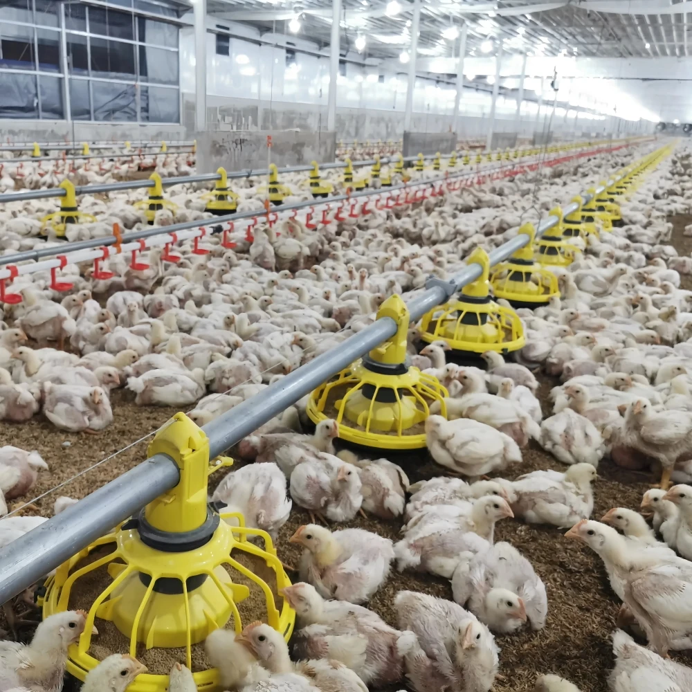 Automatic Chicken Feeding Line for Broiler Farm Poultry Tunnel Ventilated Equipment Feed System Poultry Farm Design