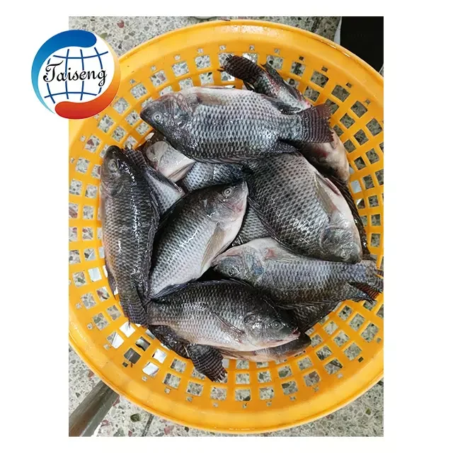 Китайский поставщик свежей замороженной рыбы, черная Тилапия, фермерская рыба тилапия