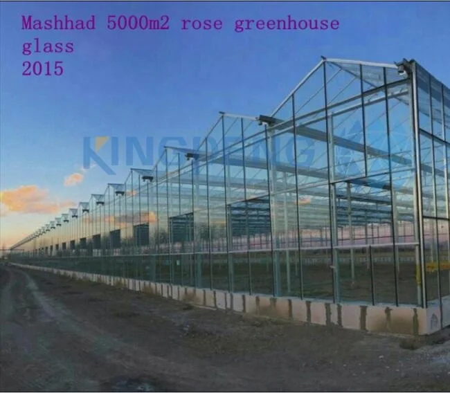 Venlo tempered glass/float glass greenhouse with hydroponic growing