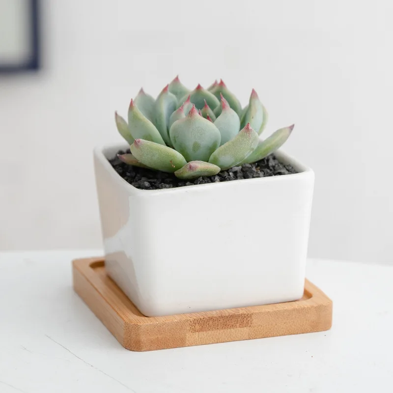 New Simple White Succulent Potted Bamboo With Four Square Tray Table Potted Flower Pot