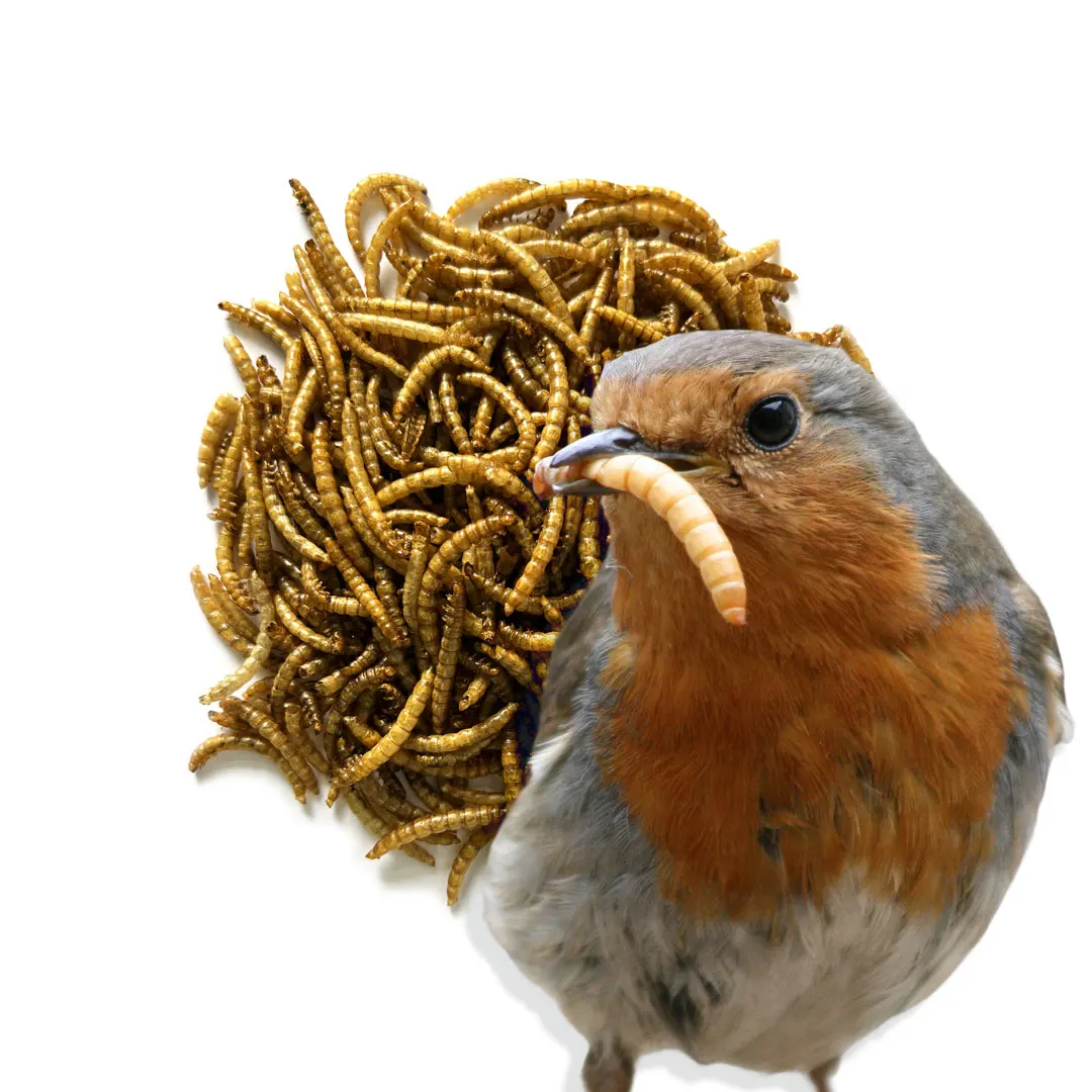 High Quality Pet Food Wholesale Factory Dry Tenebrio Molitor Mealworm