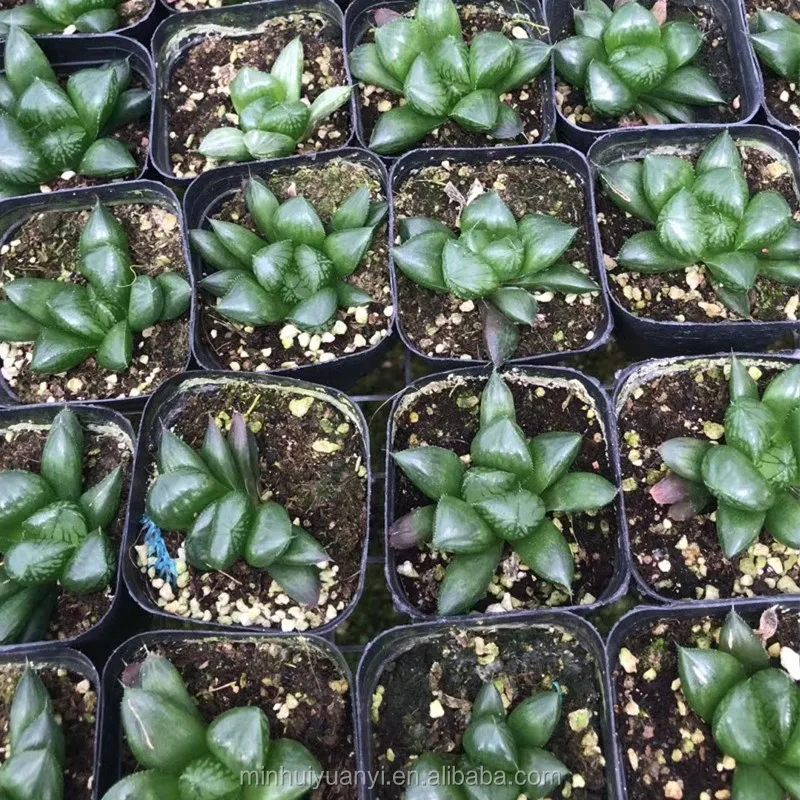 Wholesale of succulent plants Indoor ornamental plants  Haworthia