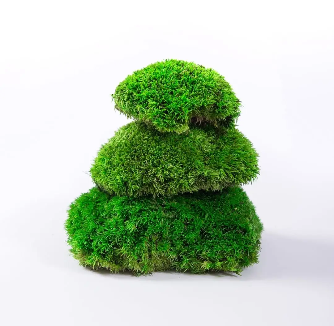 LD Factory Wholesale Moss Wall Panel/Box Preserved flowers Preserved Moss For Wall Decoration