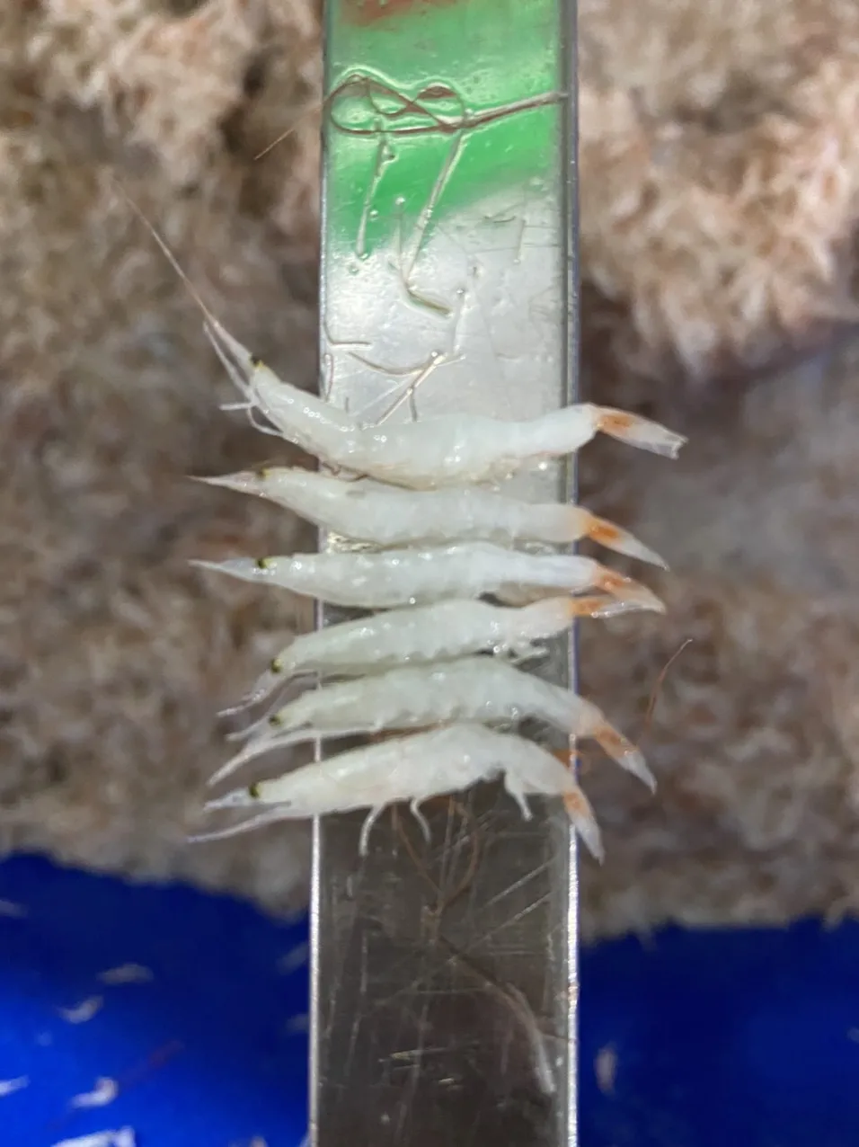 Salted Baby Shrimps from Vietnam for Korea Shrimp Prawn Market  Light Pink Sea Catch Canned/ Whatsap/ Kakaotalk 0084 989 322 607