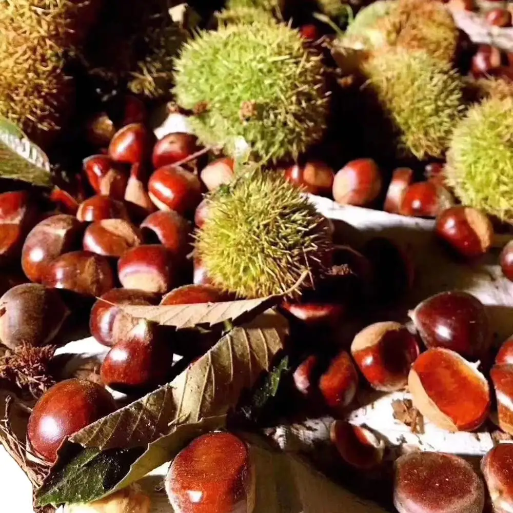 
2021 Shandong Fresh chestnuts 