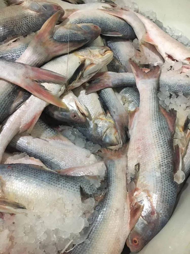 Frozen King Threadfin Fish Gutted Good Sale