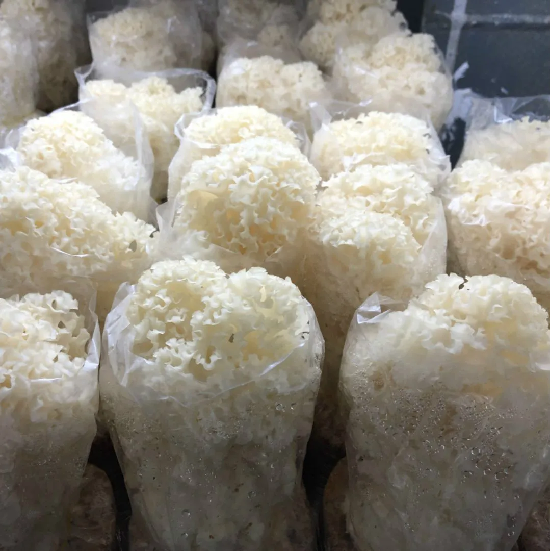 
Detan Sparassis Crispa Mushroom 